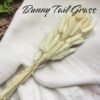 Bunny Tail Grass