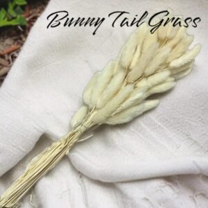 Bunny Tail Grass