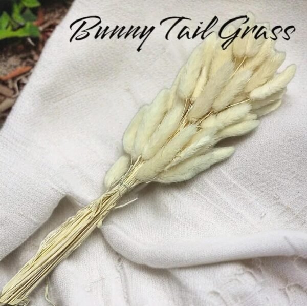 Bunny Tail Grass