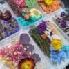 Dried Flowers (Random)